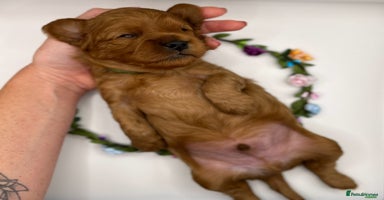 Cavapoo dogs - Advert 5