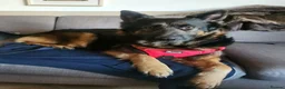 German Shepherd dogs for sale: German Shepherd/Alsatian puppies - Advert 3