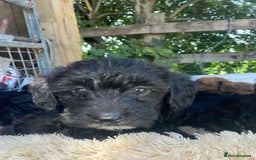 Doxiepoo dogs for sale: Doxiepoos - Image 19