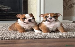 English Bulldog dogs for sale: English bulldog puppies  - Image 22