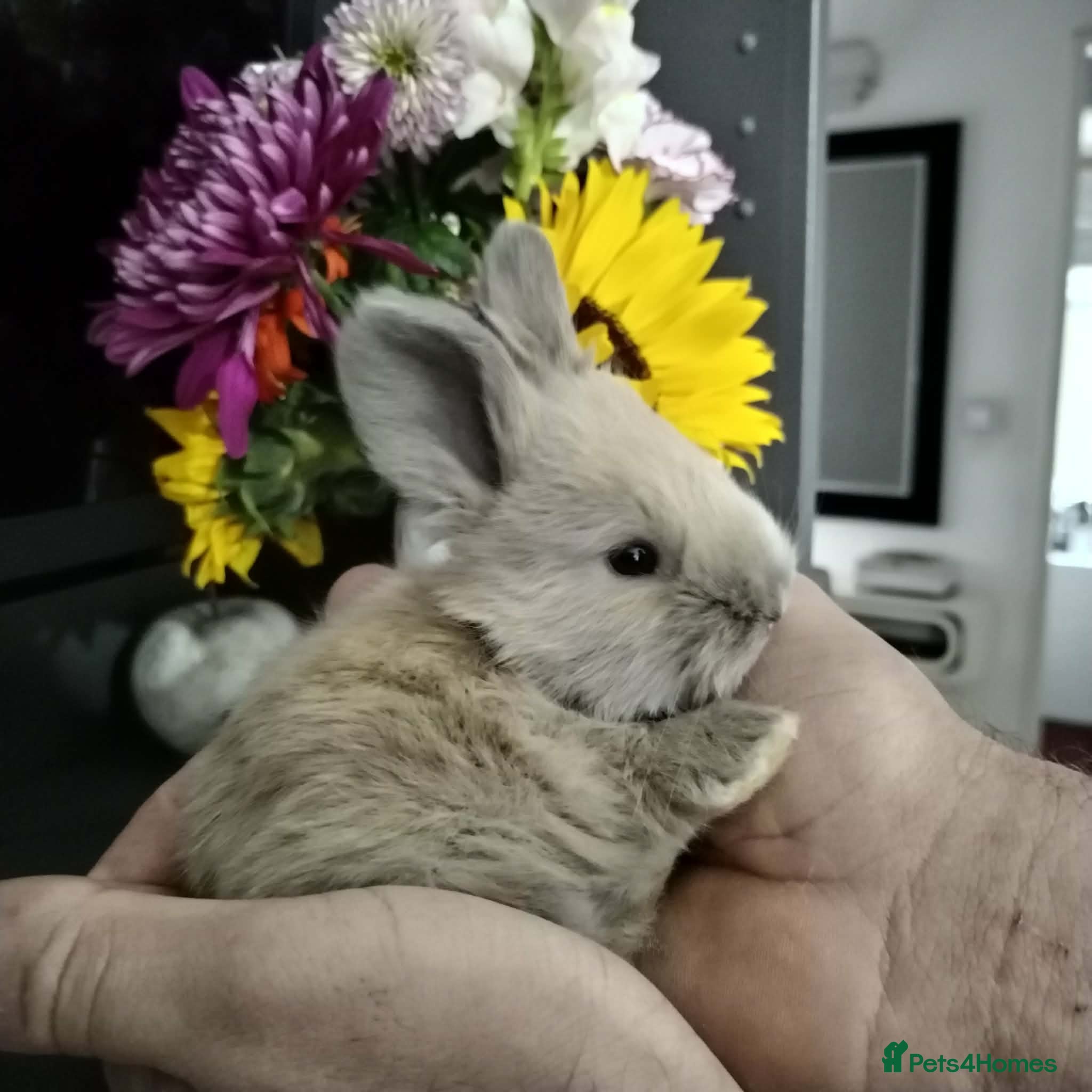 Angora rabbits Pure Breed Full Face Angora Kits  - Advert 2