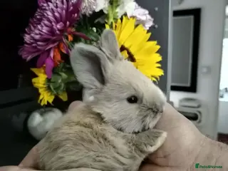 Angora rabbits Pure Breed Full Face Angora Kits - Advert 2