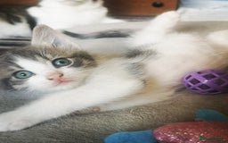 Mixed Breed cats for sale: 3 beautiful kittens available - Image 26