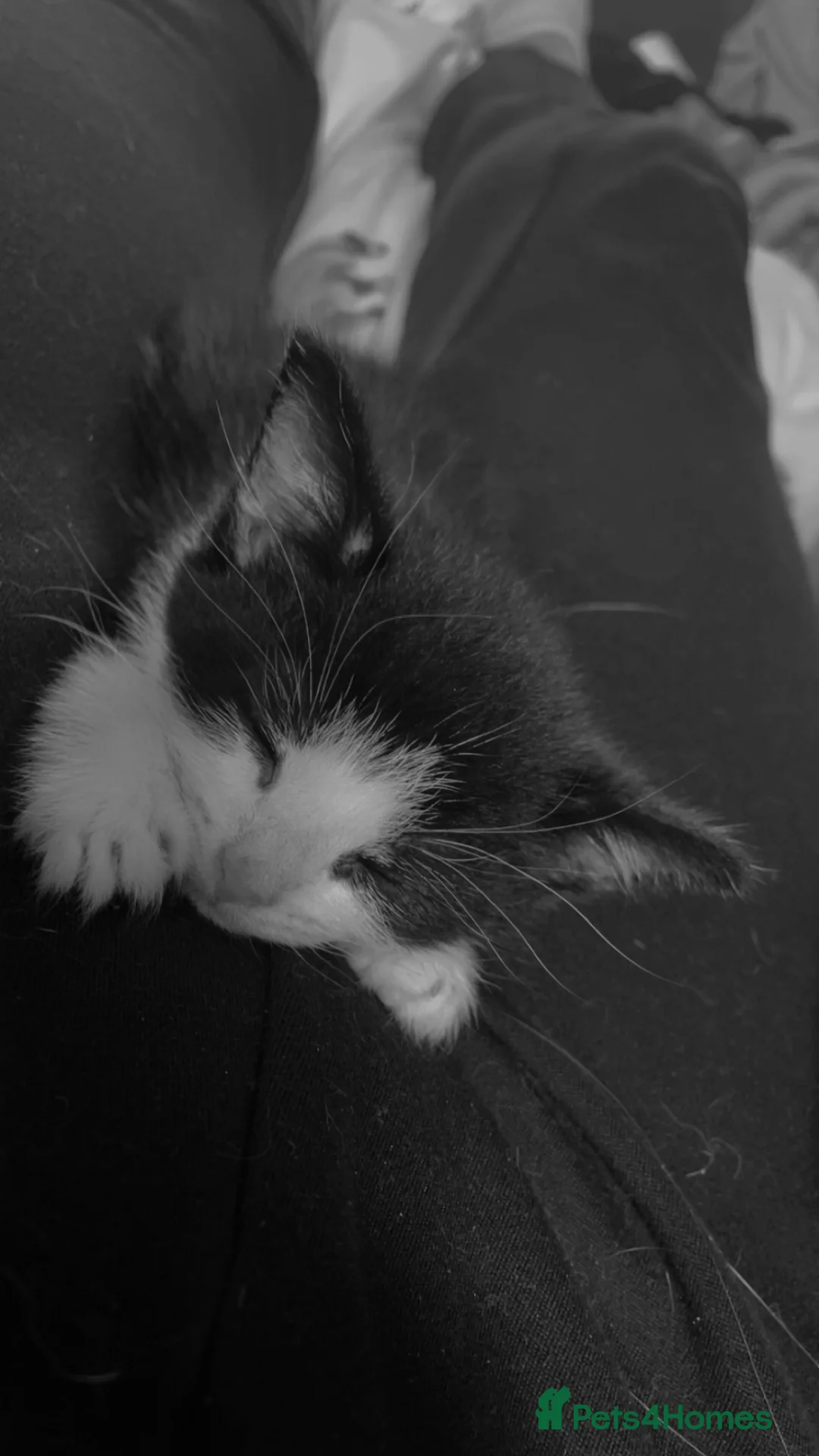 Mixed Breed cats for sale: Black and white kittens  - Advert 11