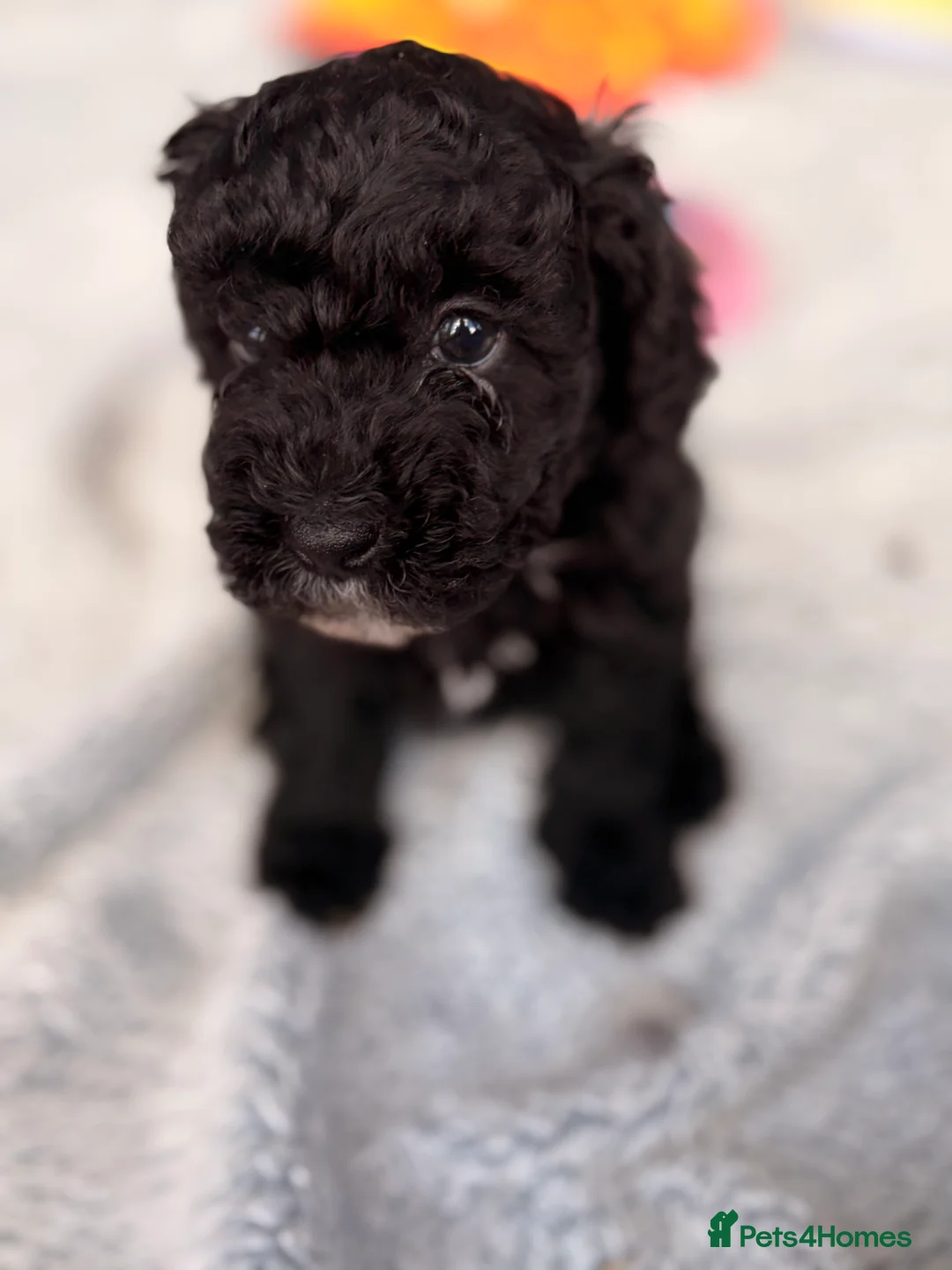 Maltipoo dogs for sale: F1b Maltipoo puppies in Harrogate - Advert 2