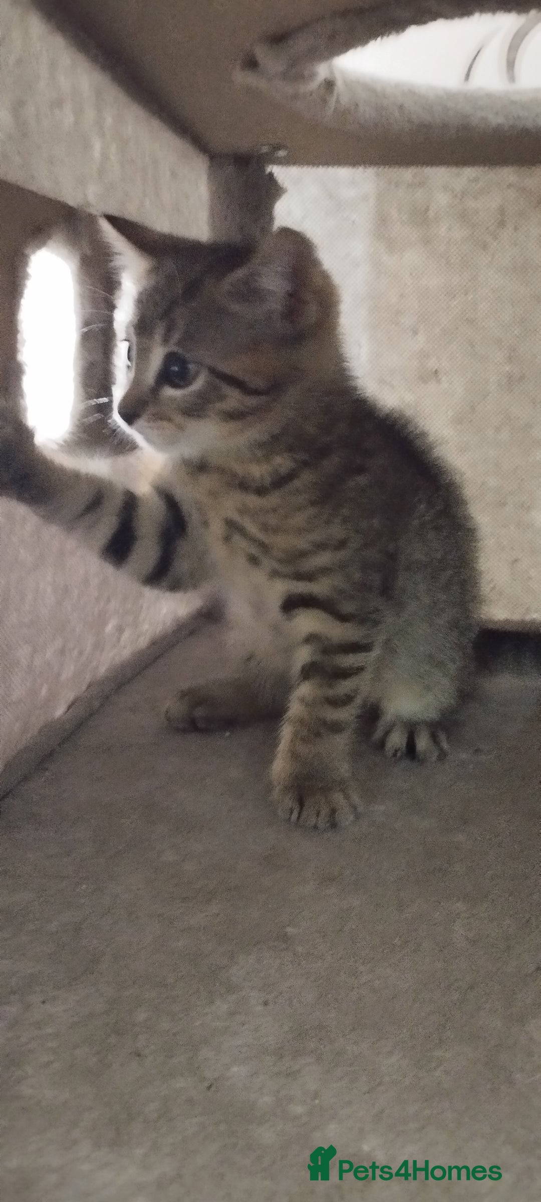 British Shorthair cats for sale: Lovely cute kittens search new homes  - Advert 7