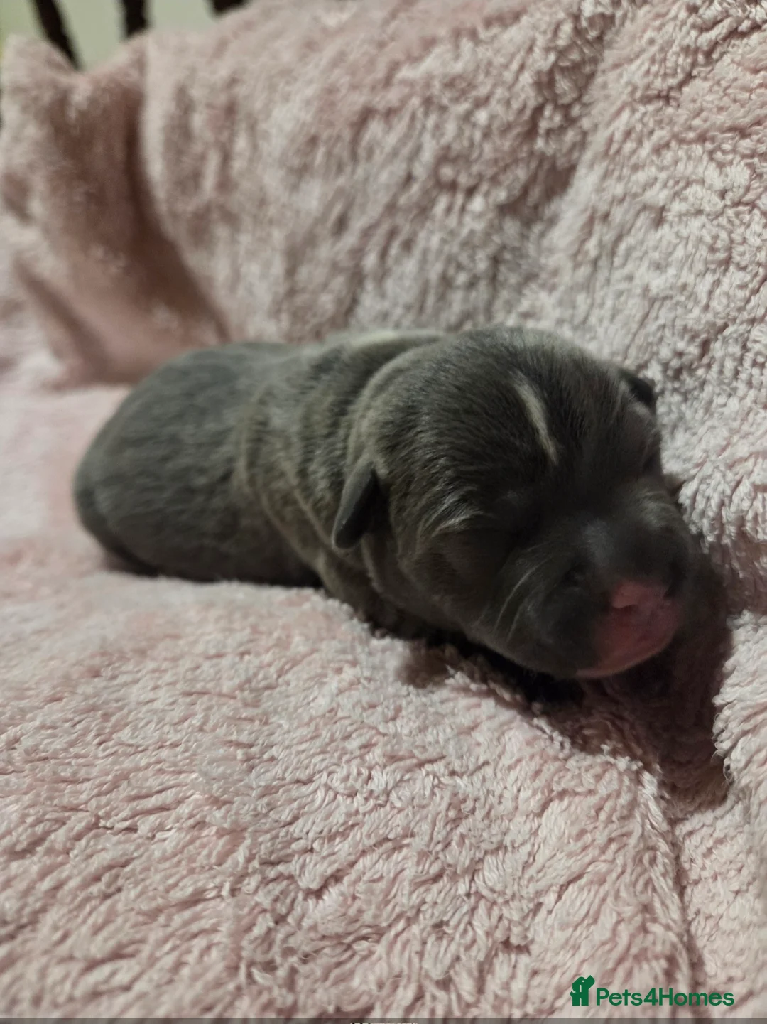 Staffordshire Bull Terrier dogs for sale: KC Reg Staffordshire Bull terrier puppies  - Advert 4
