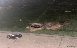 Shih Tzu dogs for stud: Rocco - Image 8