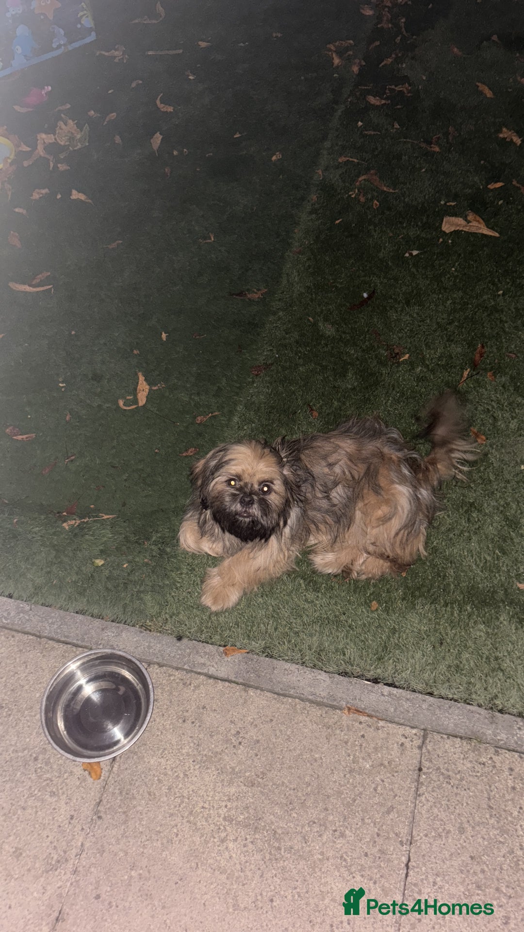 Shih Tzu dogs for stud: Rocco - Image 8