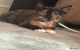 Mixed Breed cats for sale: Little dolly - Image 2