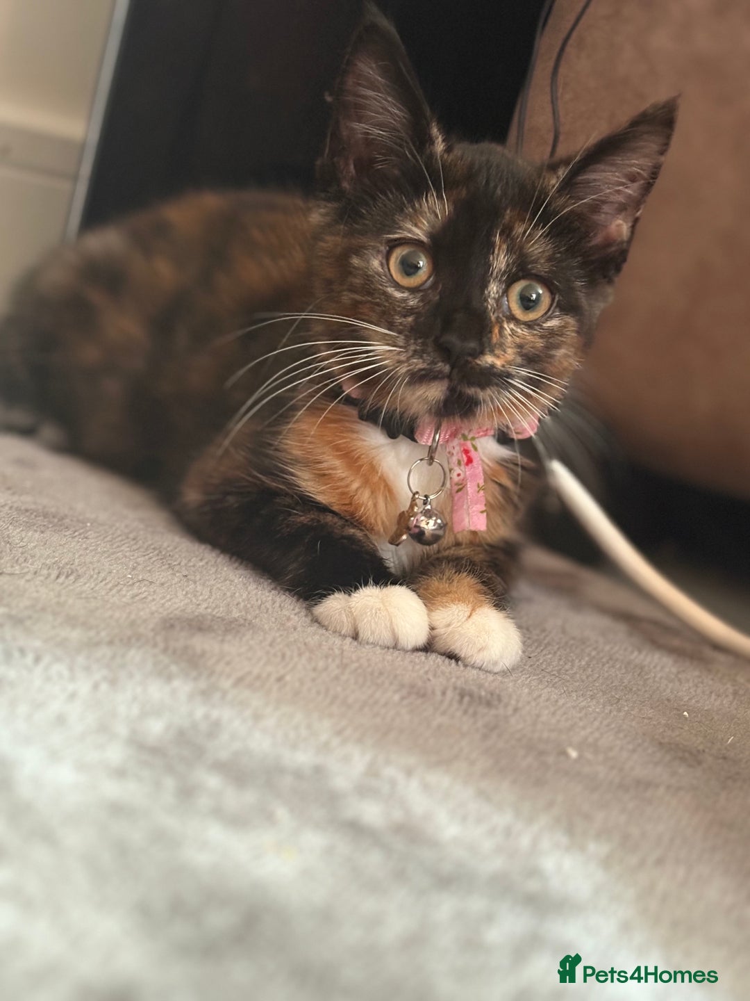 Mixed Breed cats for sale: Little dolly - Image 2