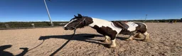 Irish Cob horses for sale: Cob for sale  in Wallasey - Advert 5