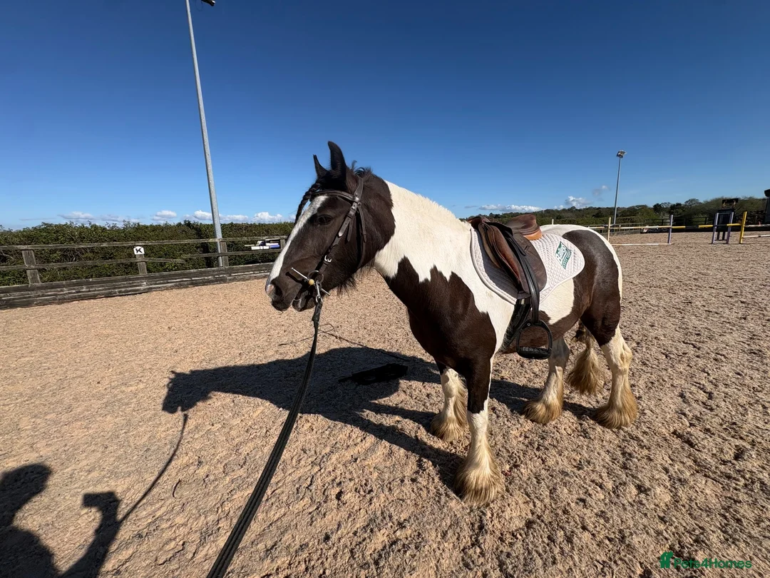 Irish Cob horses for sale: Cob for sale  in Wallasey - Advert 5
