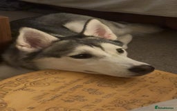 Siberian Husky dogs for sale: Beautiful Husky Needs a Loving Home  - Image 4