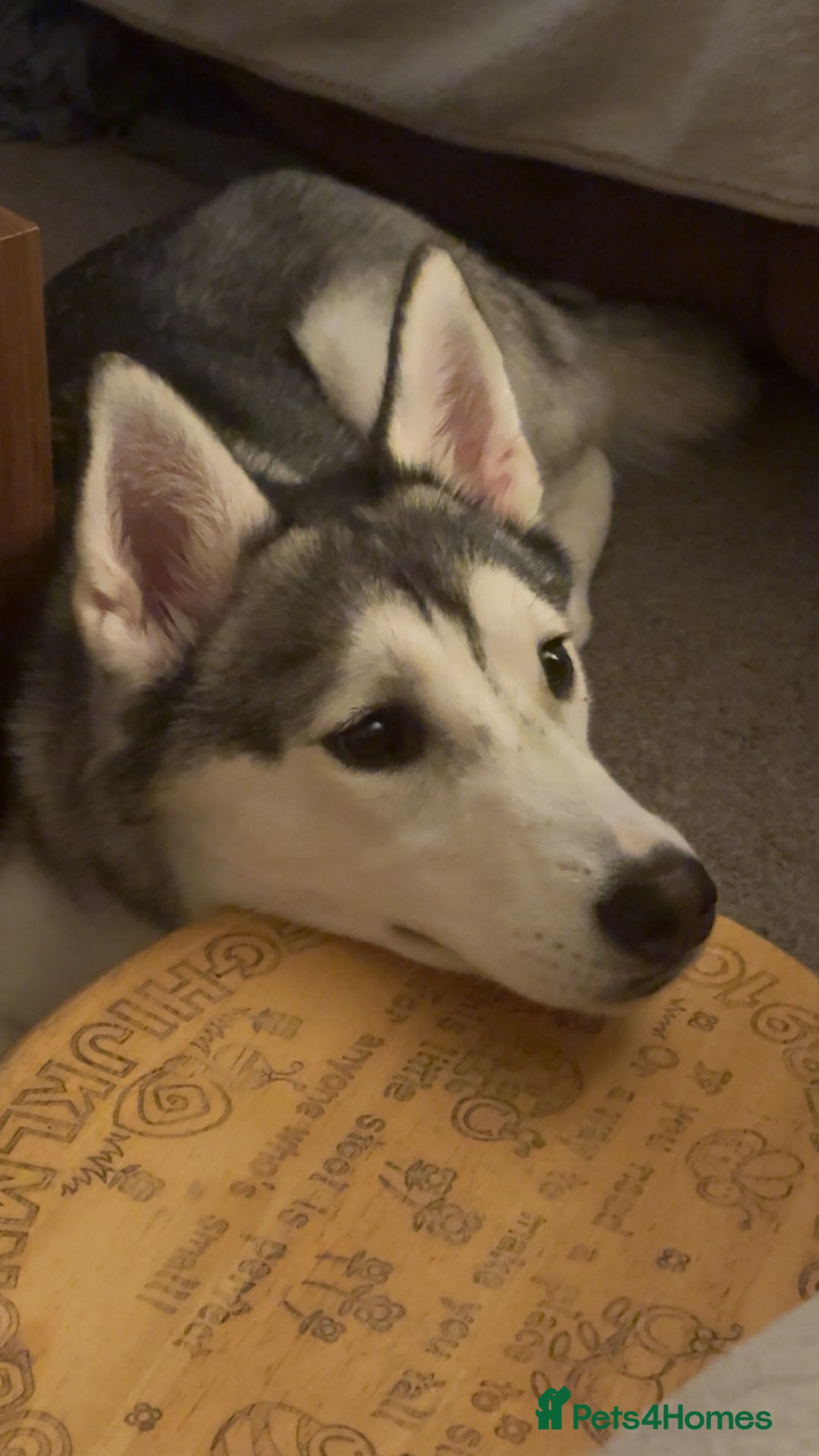 Siberian Husky dogs for sale: Beautiful Husky Needs a Loving Home  - Image 4