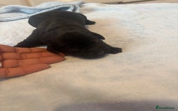 Labrador Retriever dogs for sale:  Labrador puppies - Image 11