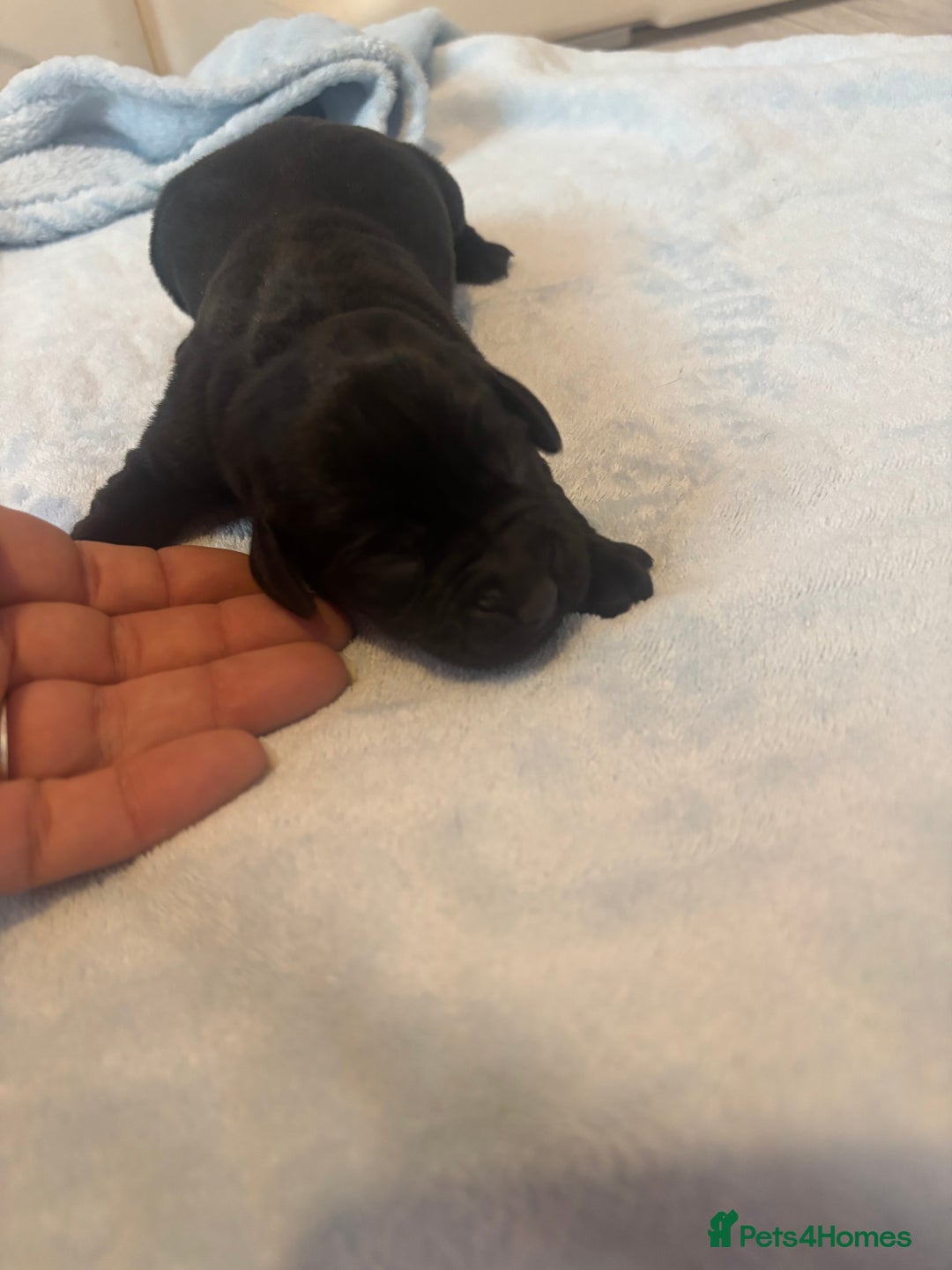 Labrador Retriever dogs for sale:  Labrador puppies - Image 11
