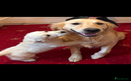 Golden Retriever dogs for sale: Golden Retriever puppies  - Image 2