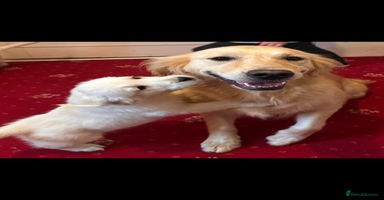 Golden Retriever dogs - Advert 14