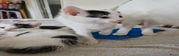 Mixed Breed cats for sale: Adorable kittens for sale  - Advert 24