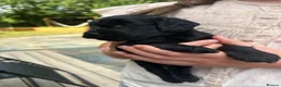 Cockapoo dogs for sale: Chocolate &Blue Merle, Tricolour & black cockapoos in Carlisle - Advert 11