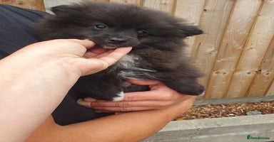 Pomeranian dogs - Advert 5