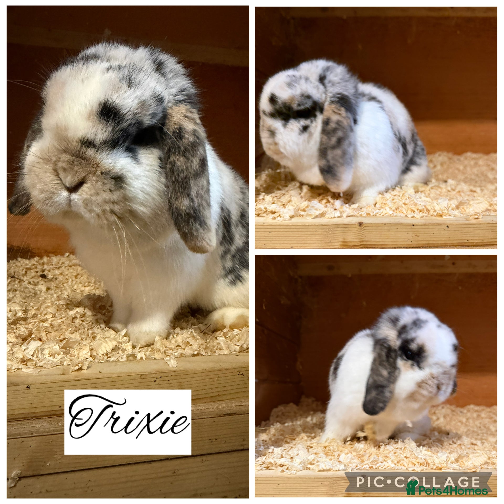 Mini Lop rabbits Pure bred mini lops  - Advert 18