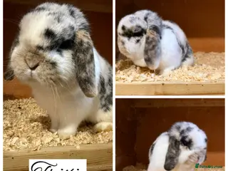 Mini Lop rabbits Pure bred mini lops - Advert 18