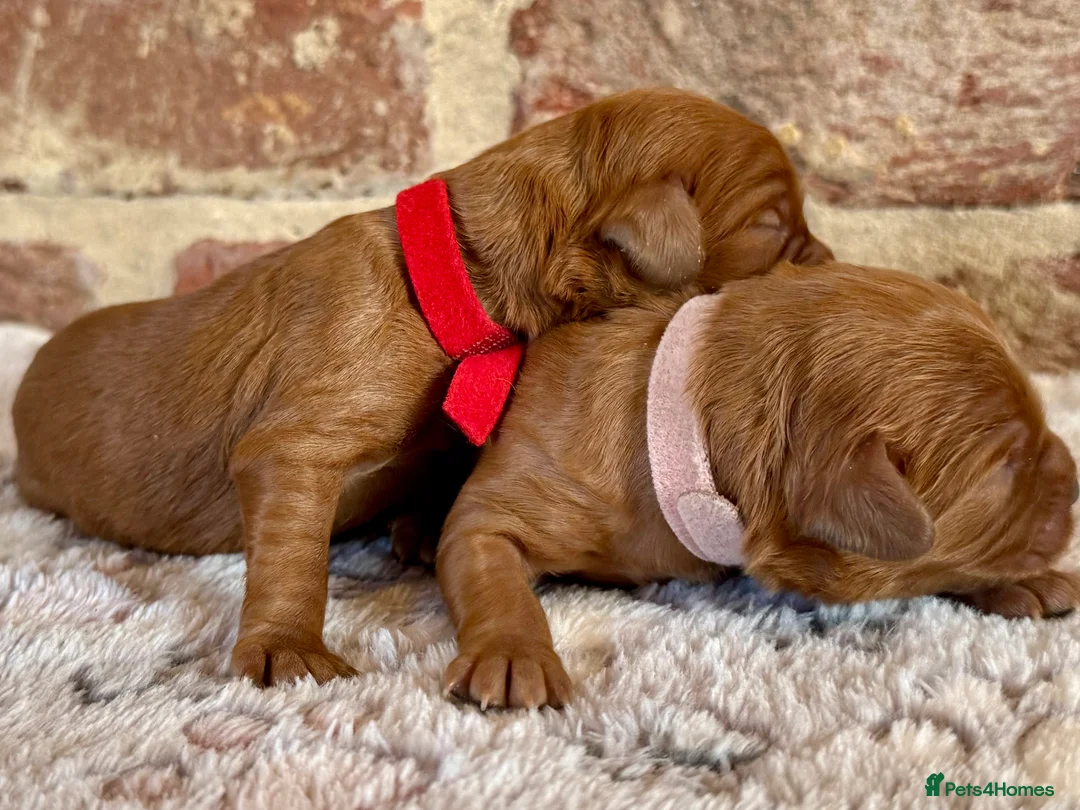 Cavapoo dogs for sale: F1 cavapoos  - Advert 18