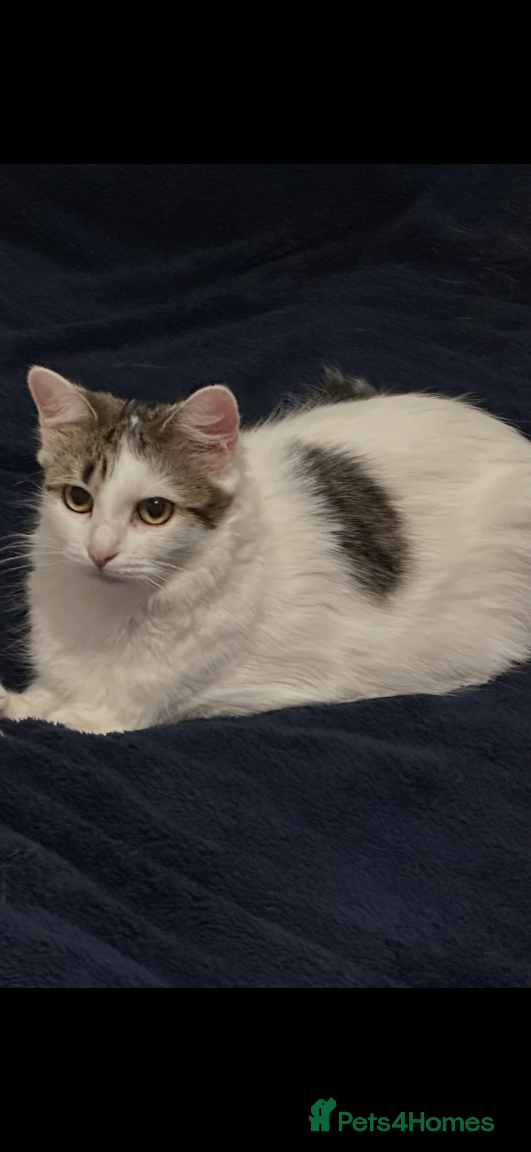 Aegean cats for sale: Beautiful Cat For Sale - Advert 1