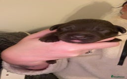 Cockapoo dogs for sale: Last boy ready to leave day b4 the big man comes  - Image 7