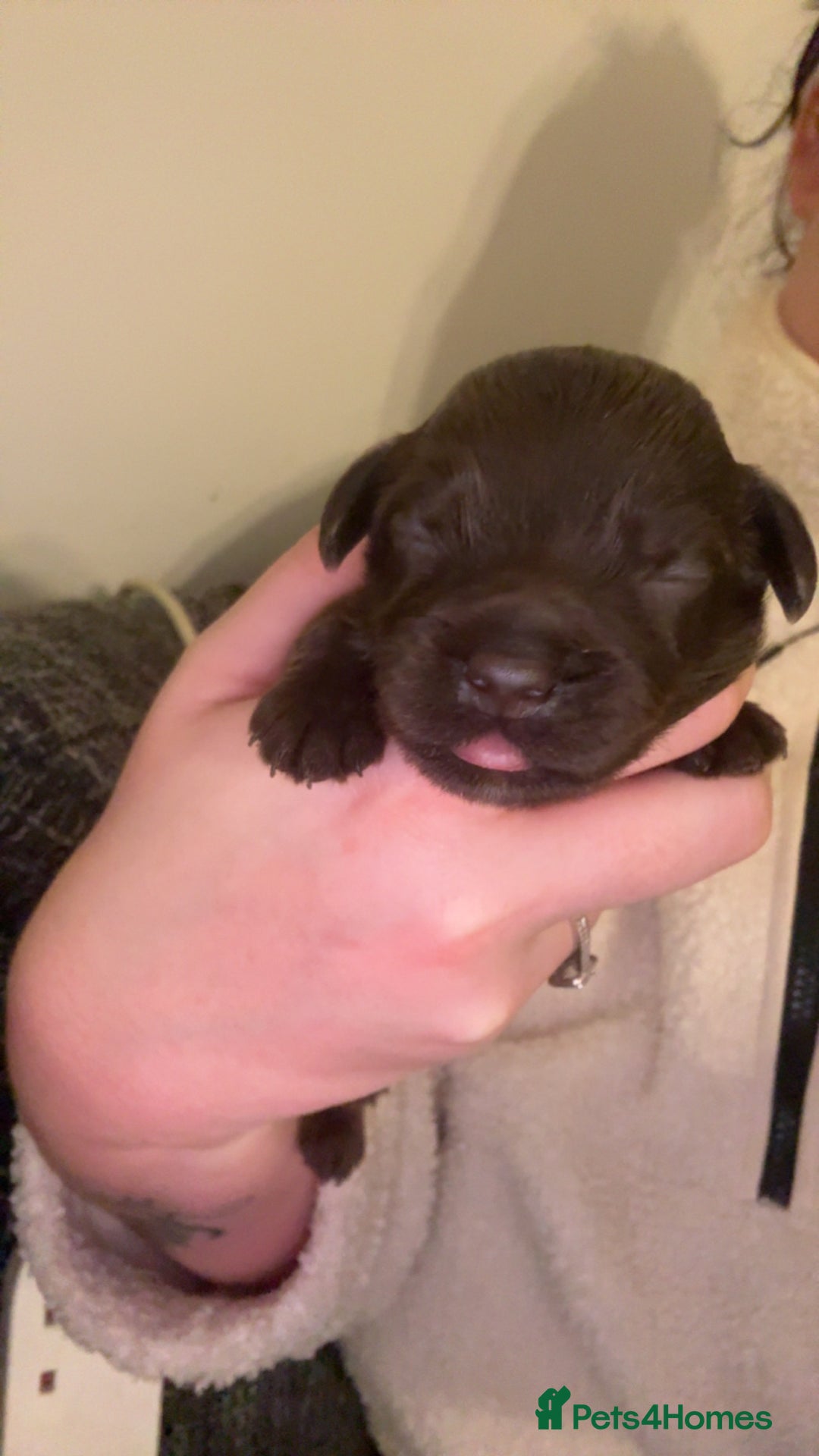 Cockapoo dogs for sale: Last boy ready to leave day b4 the big man comes  - Image 7