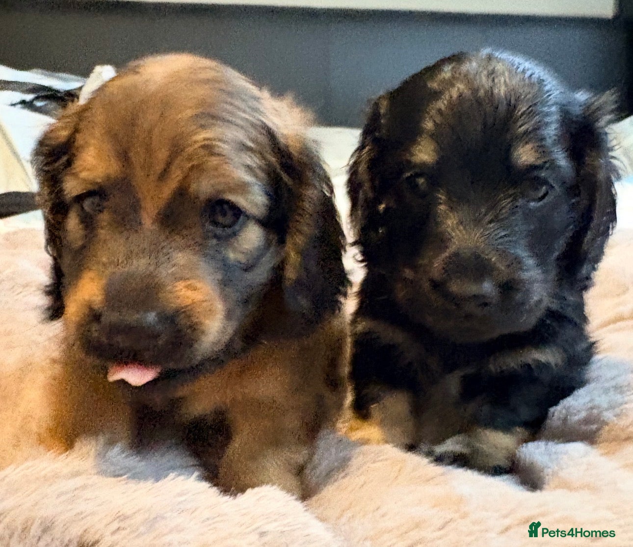 Miniature Dachshund dogs Beautiful long hair miniature dachshund pups - Advert 13