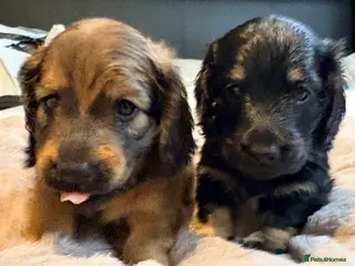 Miniature Dachshund dogs Beautiful long hair miniature dachshund pups - Advert 13