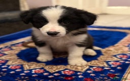 Border Collie dogs for sale: Beautiful border collie pups  - Image 14