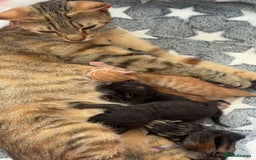 Mixed Breed cats for sale: 6 weeks old kittens - Image 9