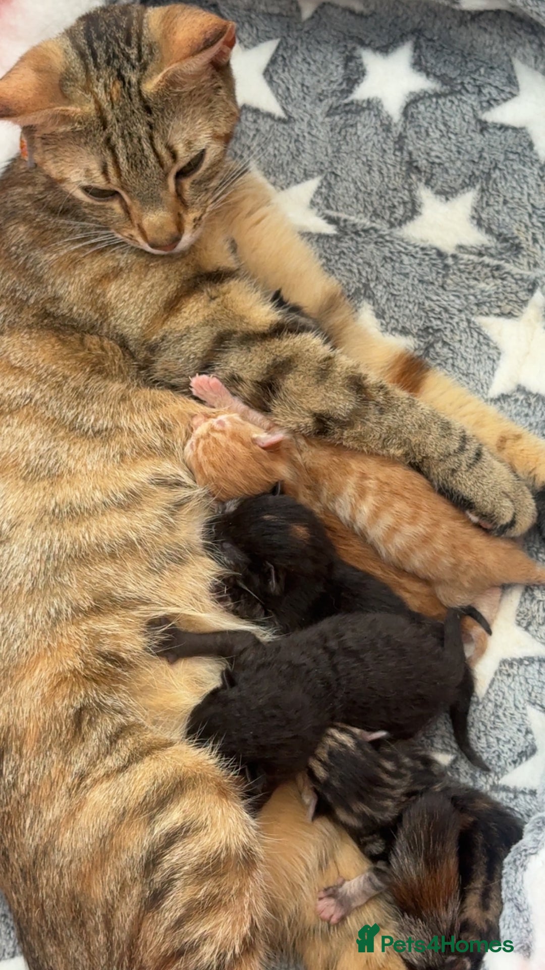 Mixed Breed cats for sale: 6 weeks old kittens - Image 9