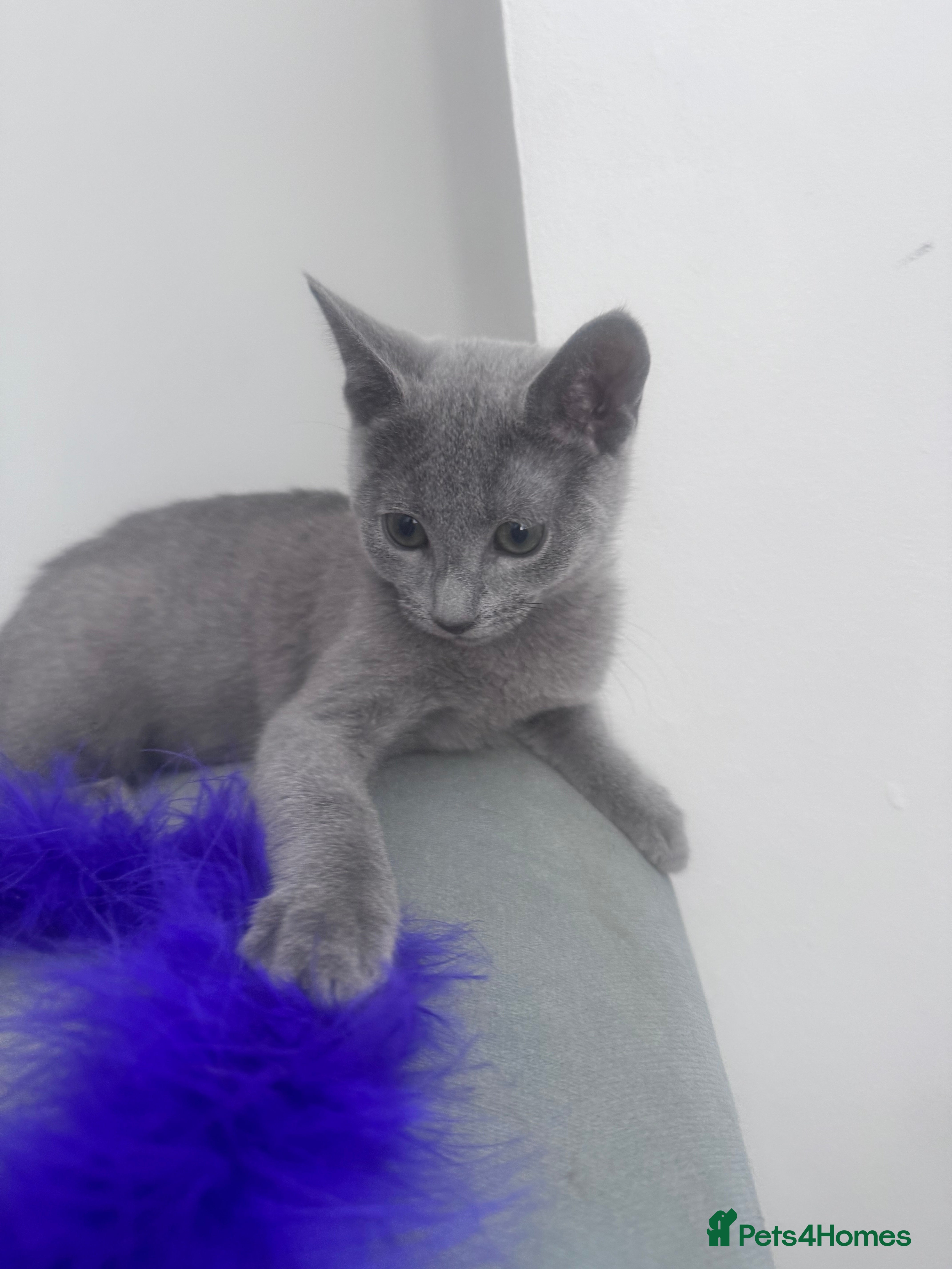 Russian Blue cats Russian Blue Kittens - Advert 2