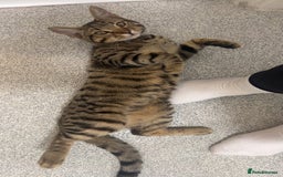 Bengal cats for sale: Half Bengal Half Tabby  - Image 4