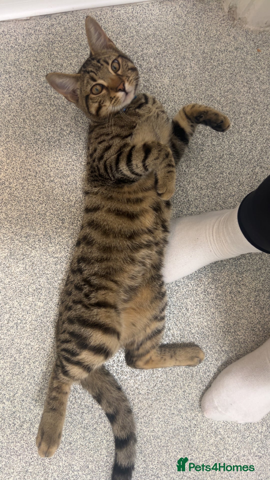 Bengal cats for sale: Half Bengal Half Tabby  - Image 4