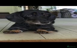 Dachshund dogs for sale: Miniature Silky Wirehaired Dachshund puppies! - Image 8