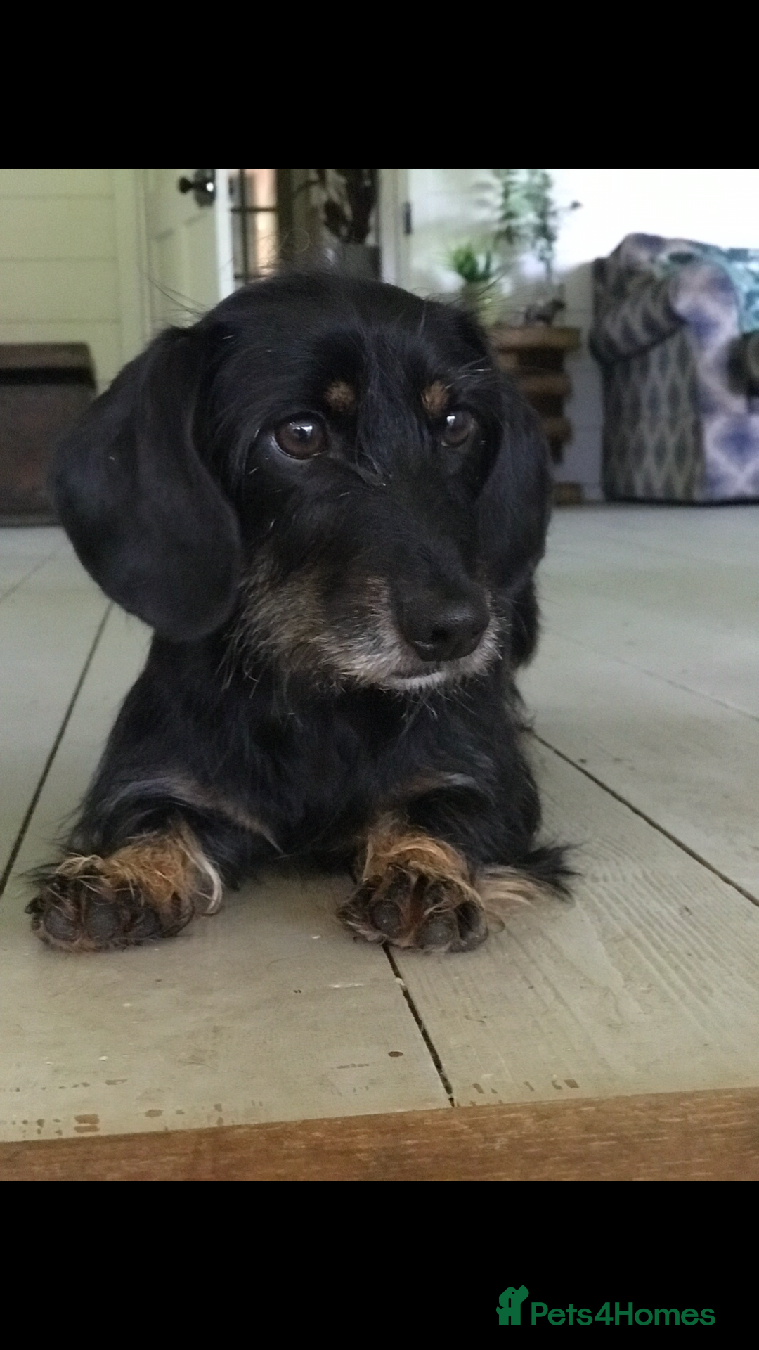 Dachshund dogs for sale: Miniature Silky Wirehaired Dachshund puppies! - Image 8