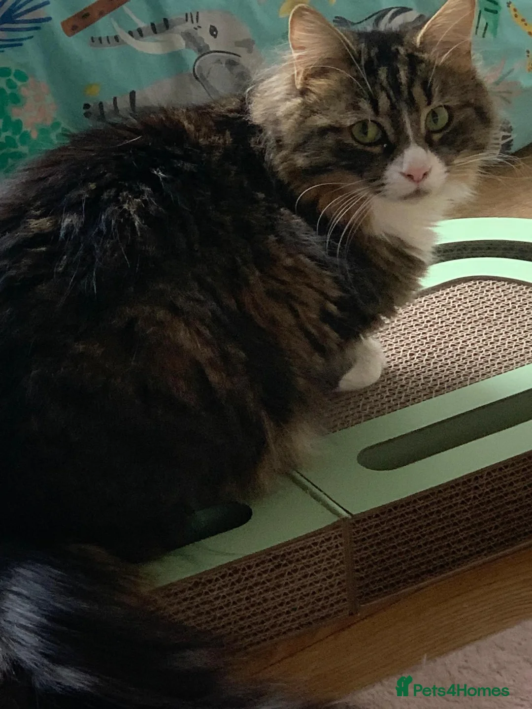 Domestic Shorthair cats for sale: Skye is looking for loving home - Advert 2