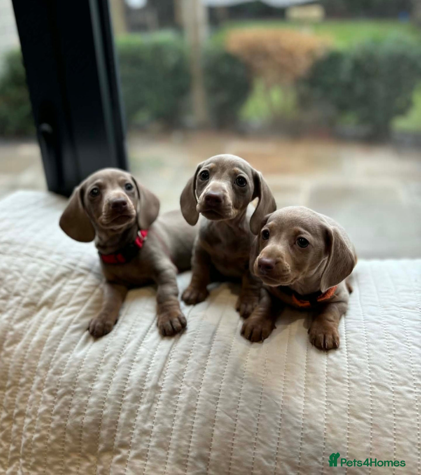 Miniature Dachshund dogs KC miniature dachshunds READY TO LEAVE last boy  - Advert 15