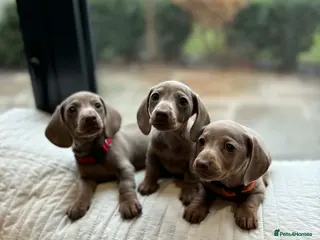 Miniature Dachshund dogs KC miniature dachshunds READY TO LEAVE last boy - Advert 15