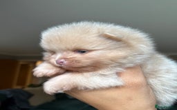Pomeranian dogs for sale: Lilac and tan, chocolate and tan Pomeranians💜🤎 - Image 10