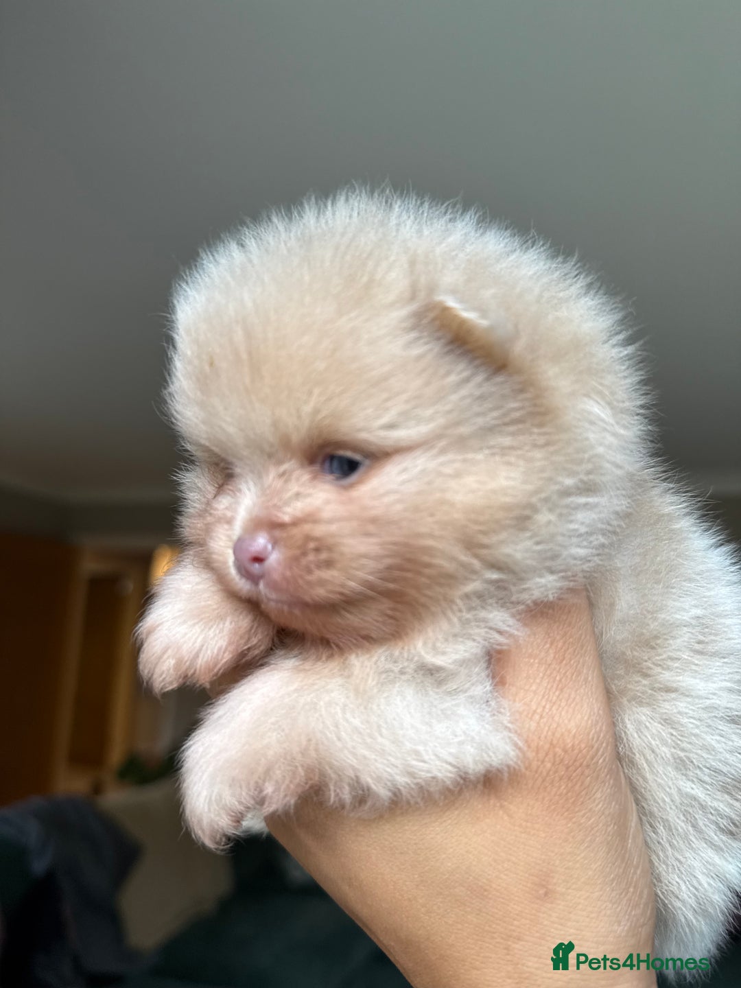 Pomeranian dogs for sale: Lilac and tan, chocolate and tan Pomeranians💜🤎 - Image 10