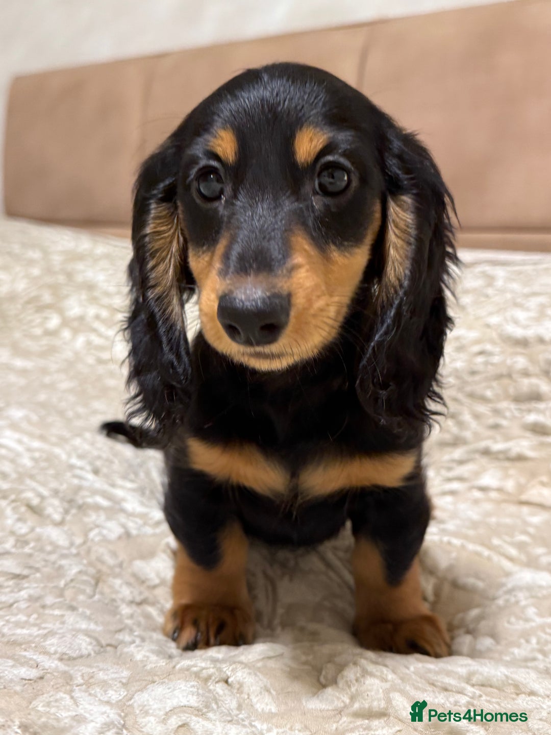 Miniature Dachshund dogs for sale: KC reg Long-Hair Black & Tan Miniature Dachhund - Advert 6