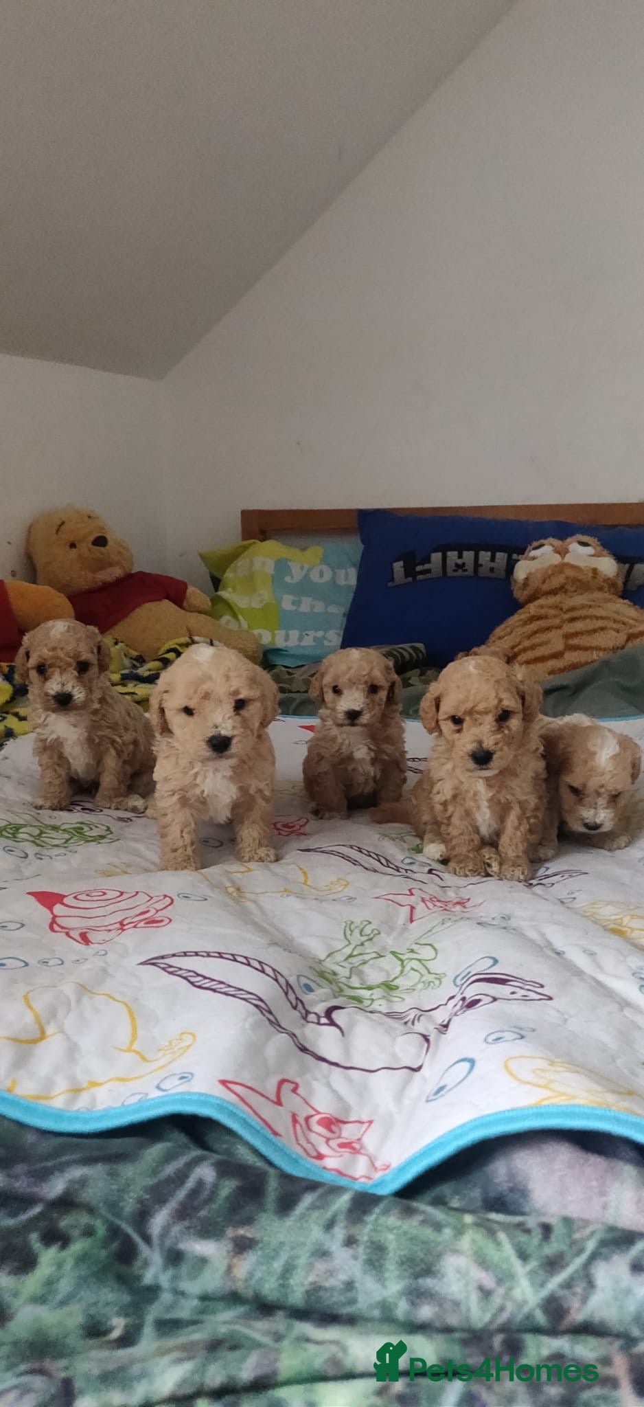 Maltipoo dogs 5 Adorable Maltipoo Puppies Looking for new homes - Advert 1