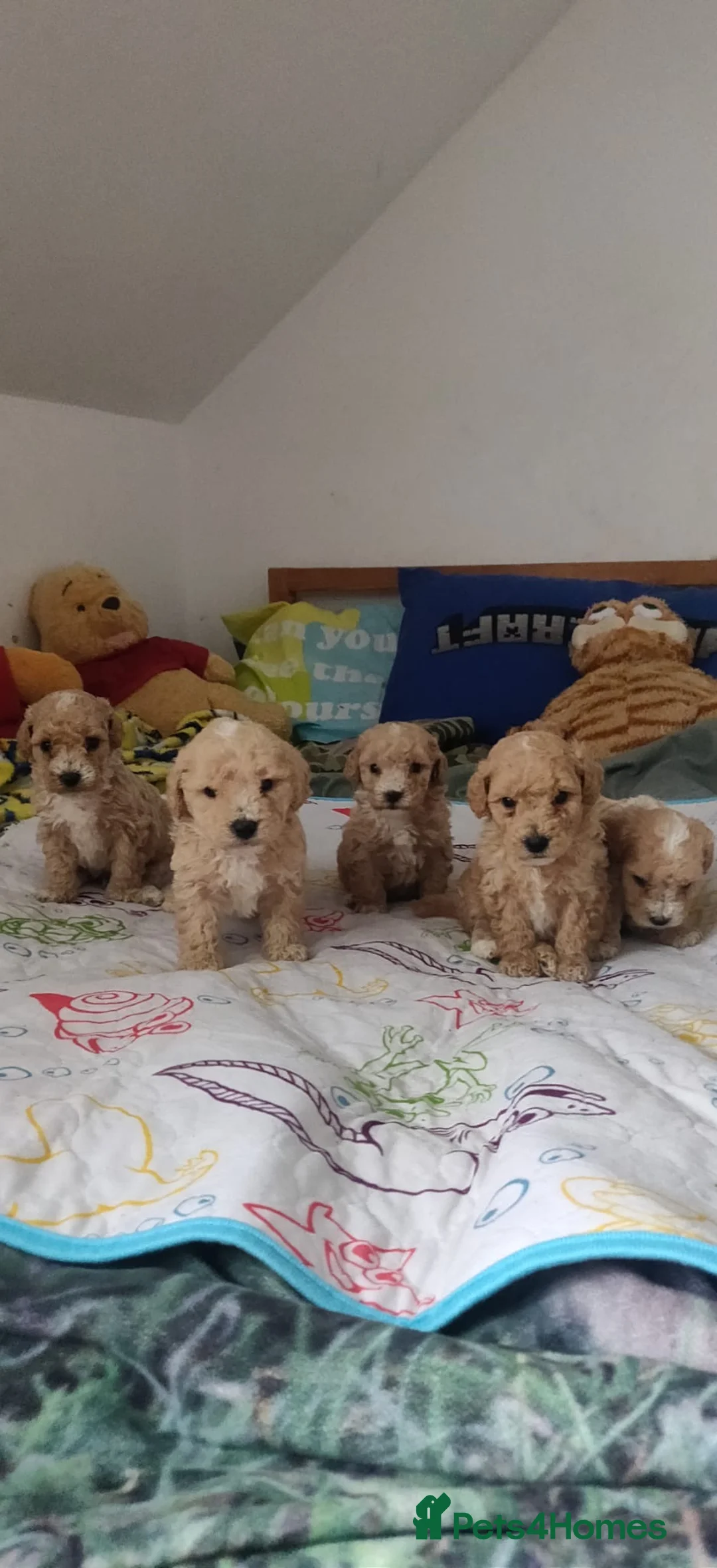 Maltipoo dogs for sale: 5 Adorable Maltipoo Puppies Looking for new homes - Advert 1